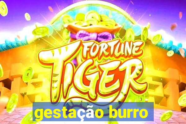 gestação burro