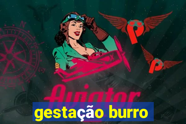 gestação burro