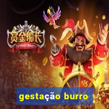 gestação burro