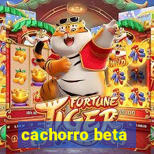 cachorro beta