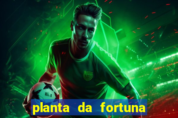 planta da fortuna e felicidade