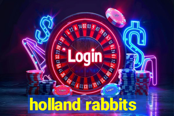 holland rabbits