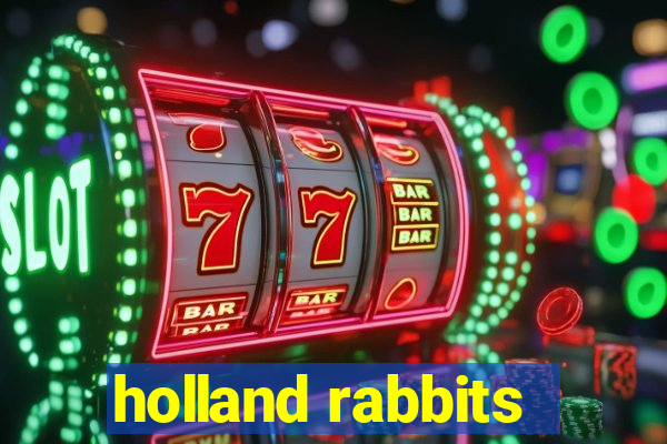 holland rabbits