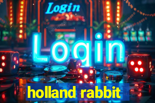 holland rabbit