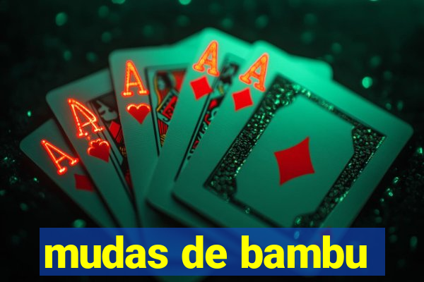 mudas de bambu