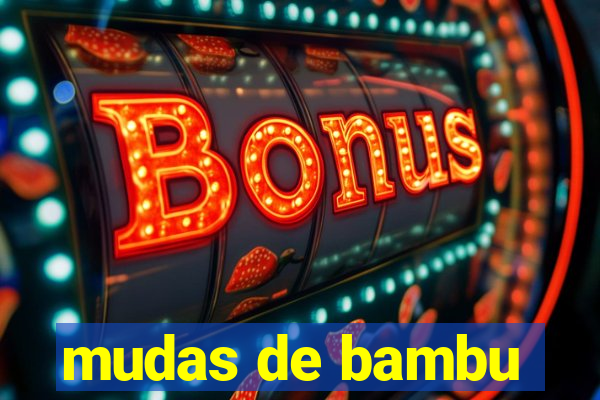 mudas de bambu