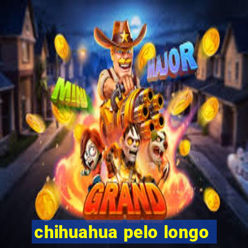 chihuahua pelo longo