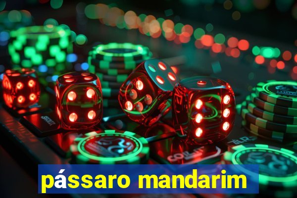 pássaro mandarim