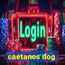 caetanos dog