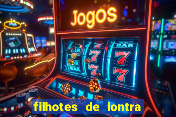 filhotes de lontra para vender