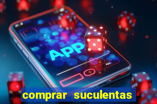 comprar suculentas direto do produtor