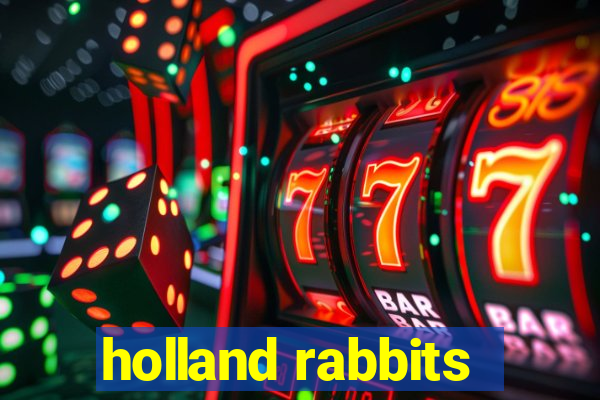 holland rabbits