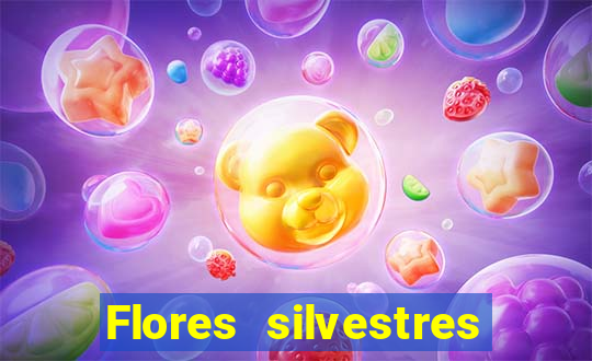 Flores silvestres brasileiras 25