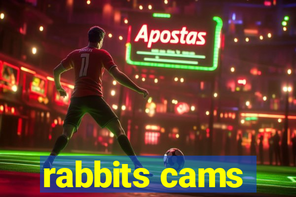 rabbits cams