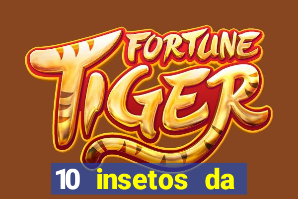 10 insetos da região sudeste