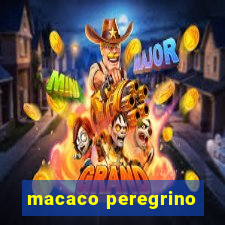 macaco peregrino