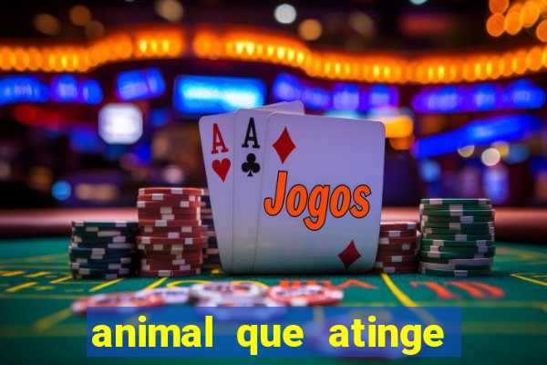 animal que atinge 230 decib茅is