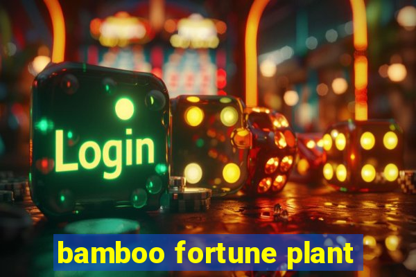 bamboo fortune plant