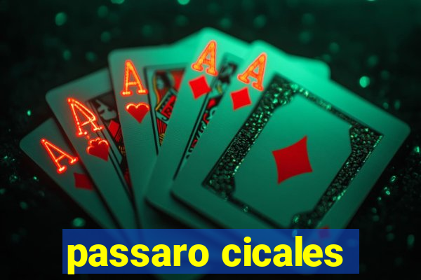 passaro cicales