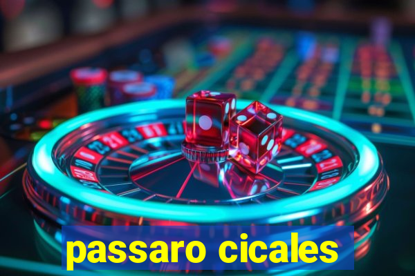 passaro cicales