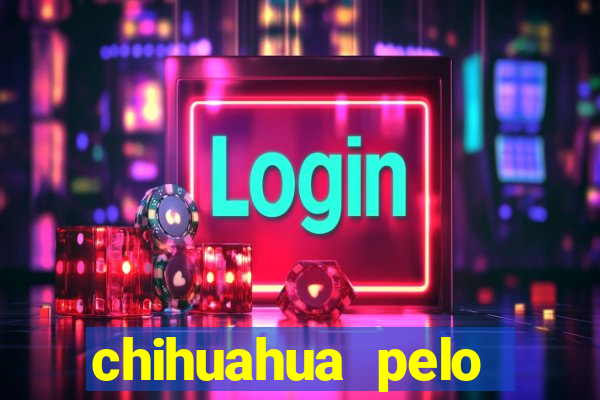 chihuahua pelo longo pre?o